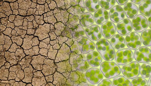 An image of dry land on the left with and image of green cells as seen through a microscope on the right. 