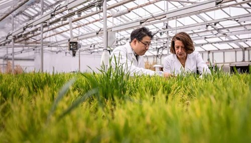 Two MSU researchers inspect green plants in a greenhouse.