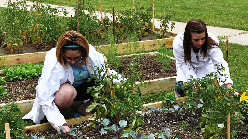 MSU Extension | Michigan State University